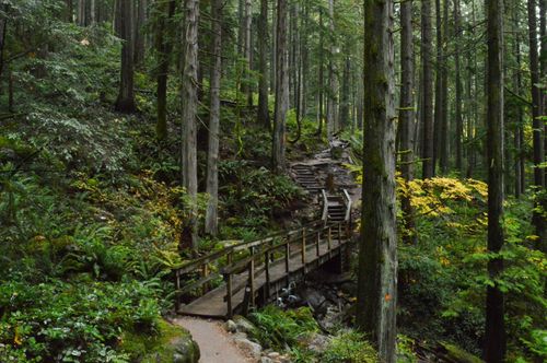Free stock photo of bridge, forest, woods Stock Photo