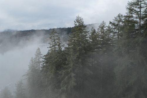 Free stock photo of forest, lake, ocean Stock Photo