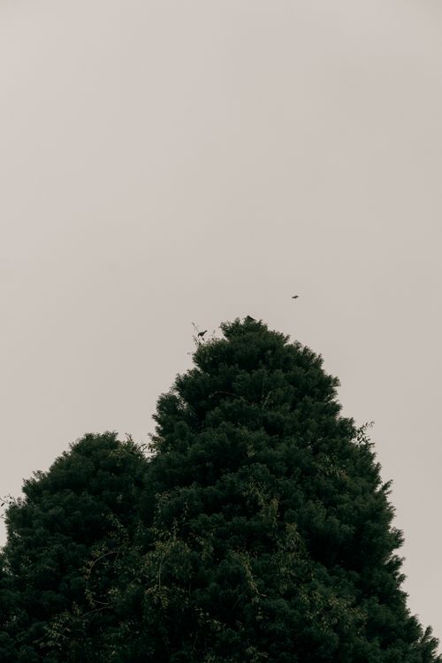 Free A majestic evergreen tree stands tall against an overcast sky, highlighting its lush green foliage. Stock Photo