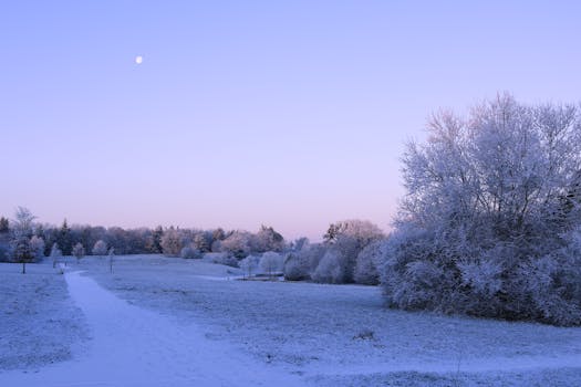Beautiful winter landscape with snow and frost under a pastel sky at dawn.