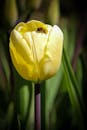 Yellow Tulip with Bee in Springtime Garden