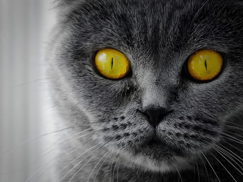 Free Captivating close-up of a gray cat's face with striking yellow eyes, displaying intense focus and detail. Stock Photo