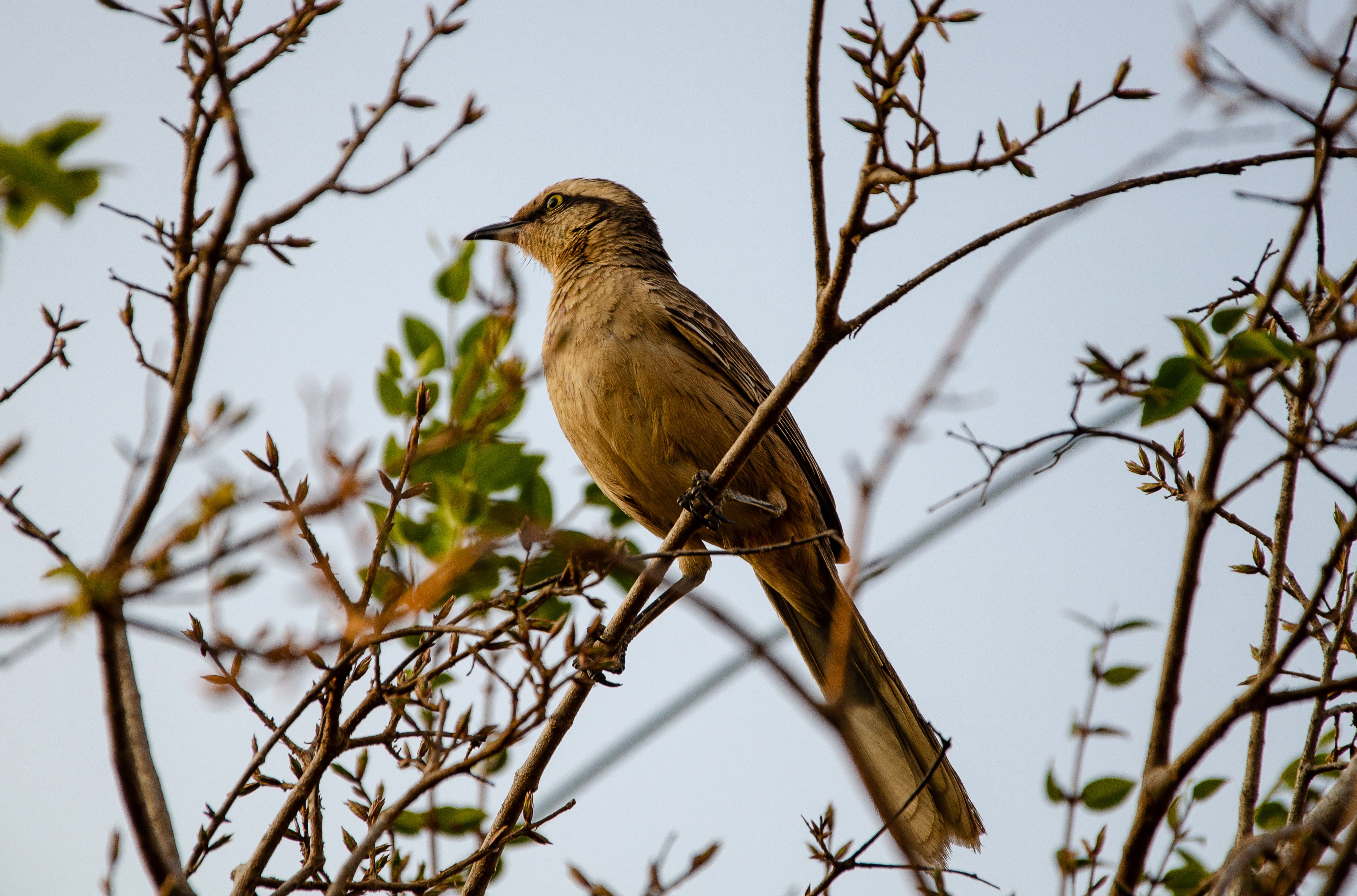 Avistamiento de aves en Mexicali: descubre el valle