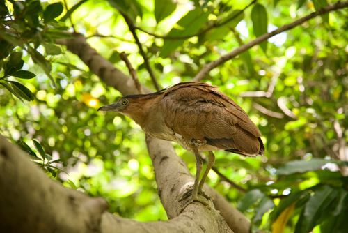 Free A Black-crowned Night Heron perched on a branch in a vibrant Taiwanese forest setting. Stock Photo