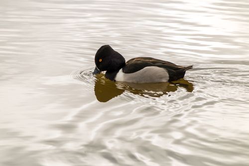 Free A Ring-necked Duck (Aythya collaris) floats peacefully on a calm lake surface. Stock Photo