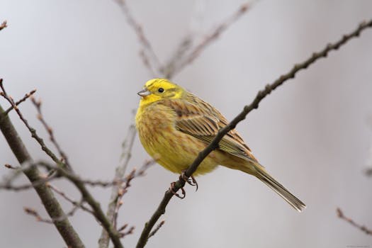Close-up of a yellowhammer bird perched on a branch, showcasing its vivid plumage.