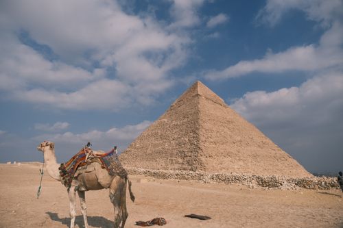 Free Camel in front of Pyramid of Khafre, Egypt, with clear skies, showcasing ancient architecture and desert landscape. Stock Photo