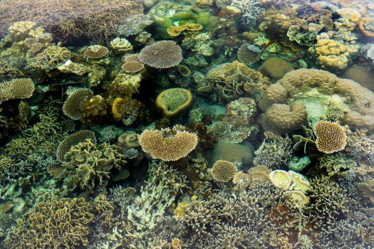 Vibrant coral reef showcasing diverse marine life in a stunning underwater landscape.