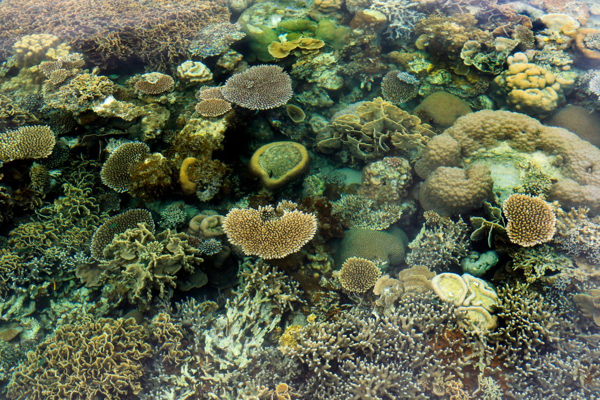 Coral reef life beneath the Great Barrier Reef's surface — 2,300km of coral containing more marine species than any comparable ocean area.