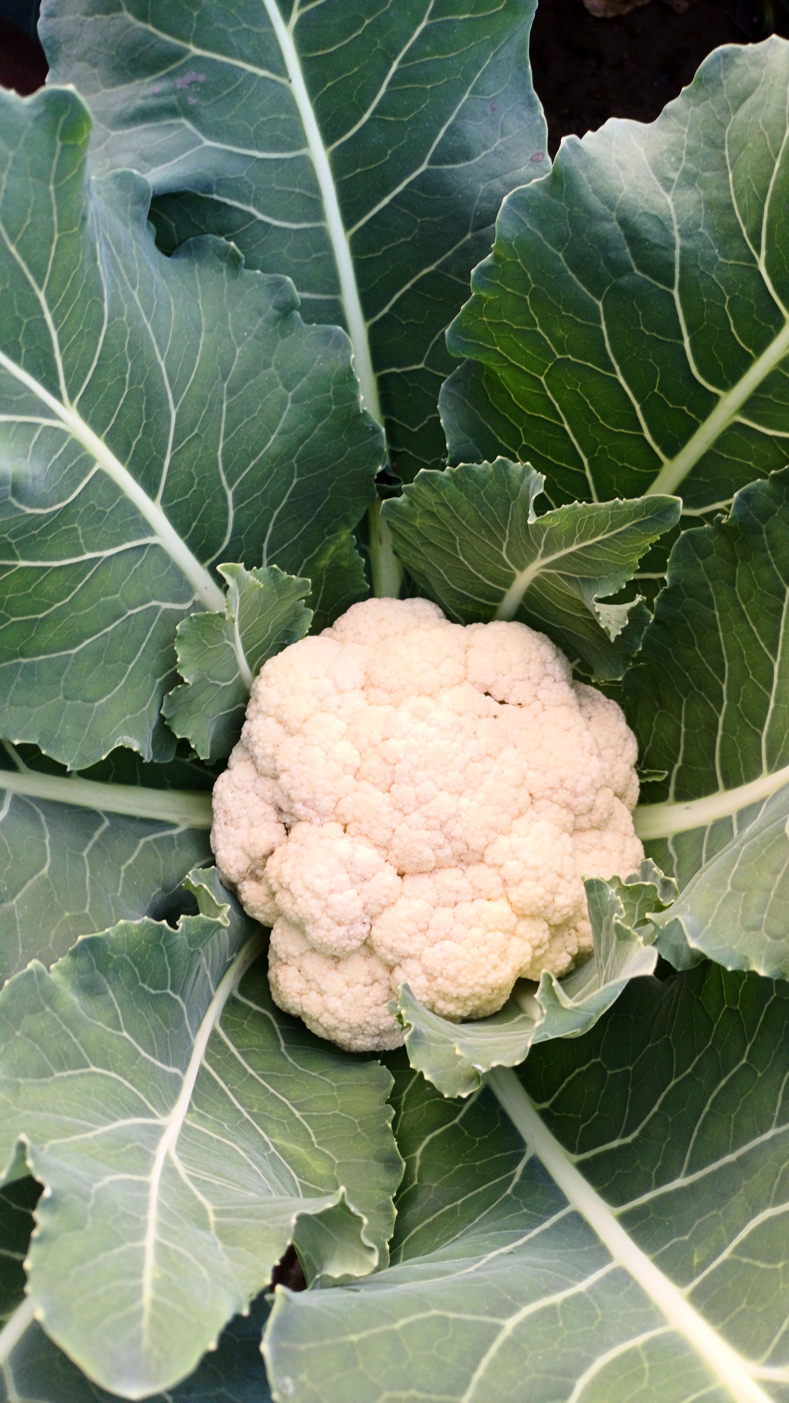 Fresh Cauliflower Plant with Leaves Closeup · Free Stock Photo
