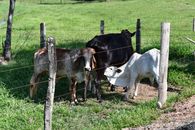 A group of cows grazing in a sunny pasture surrounded by wooden fencing.