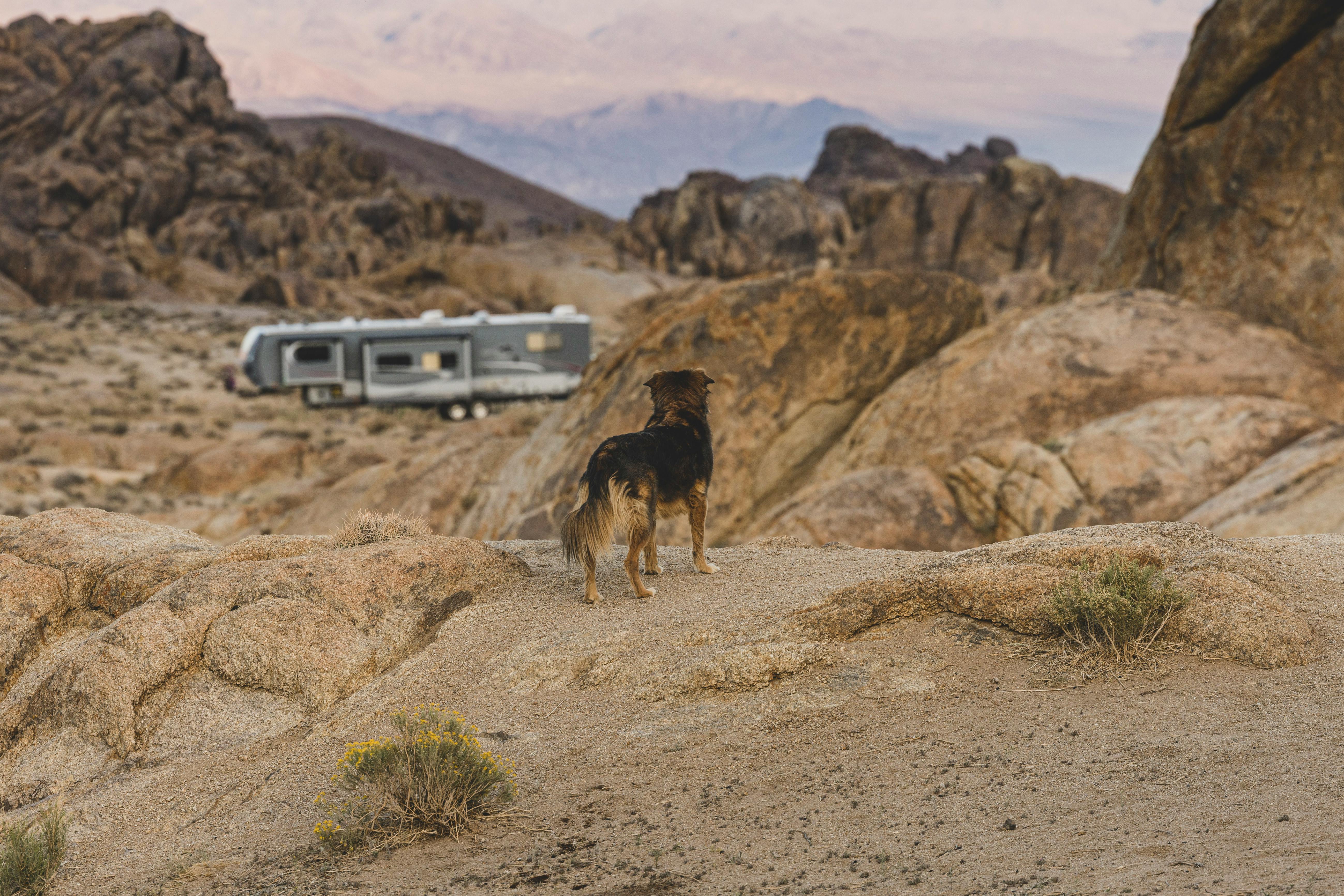 Best Dog Water Fountains for RV Travel in 2026 Guide