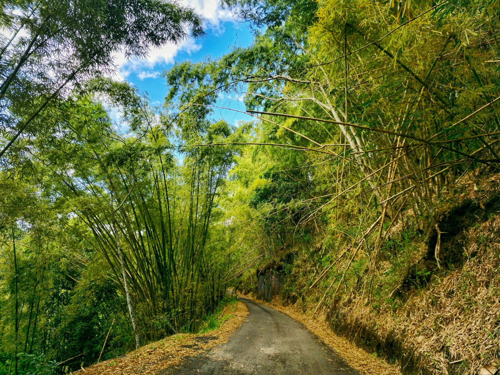 Path through the bamboo paint by numbers