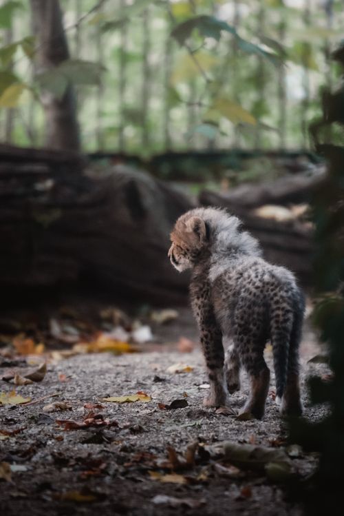 Free A cute cheetah cub exploring its zoo surroundings, blending in with the natural foliage. Stock Photo