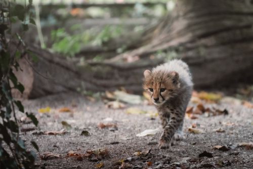 Free A young cheetah cub exploring its natural habitat, surrounded by leaves and trees. Stock Photo