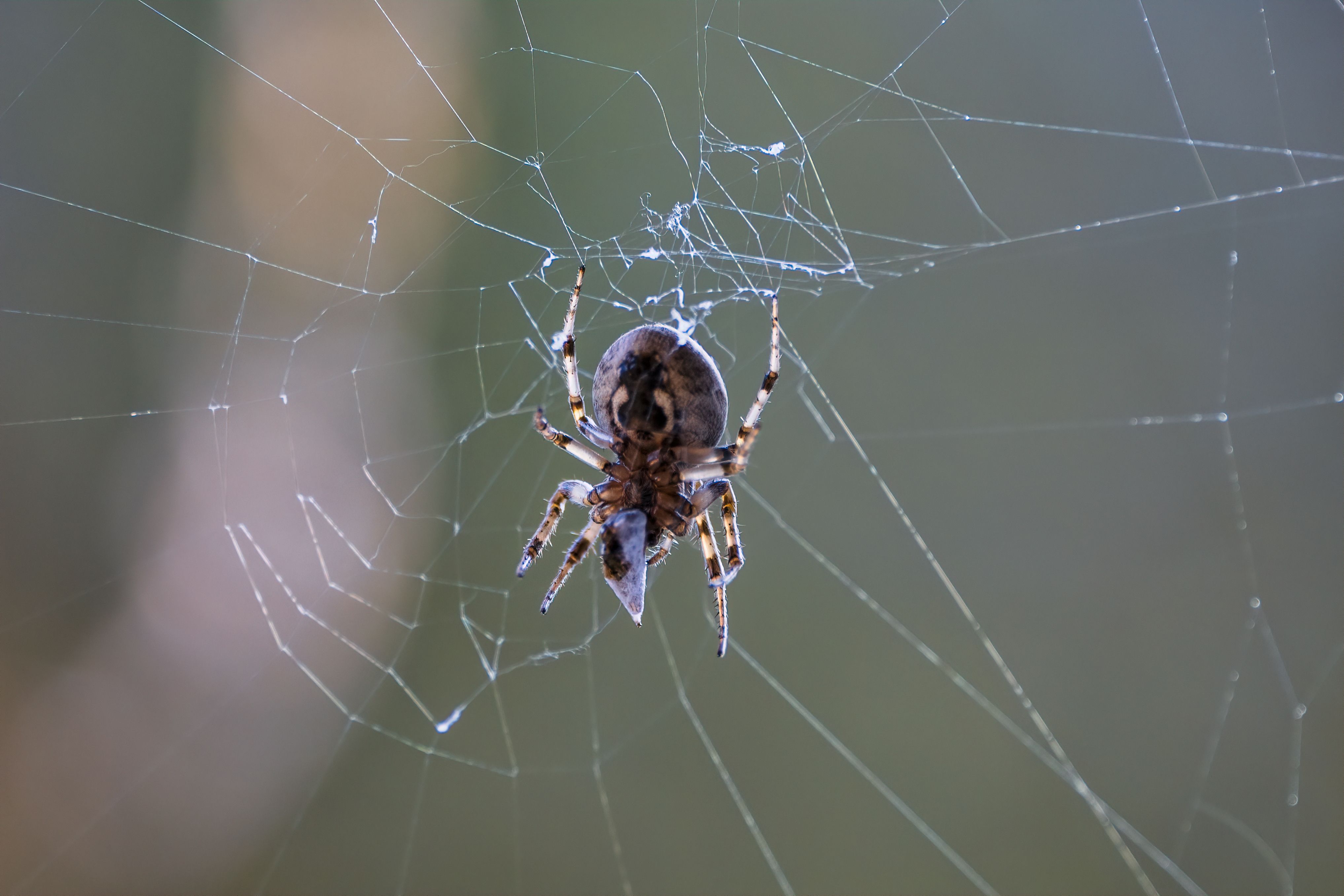 Senpai Spider Photos, Download The BEST Free Senpai Spider Stock Photos ...