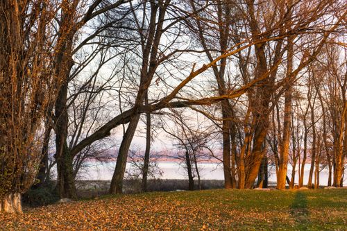 Free Peaceful autumn scene of bare trees by a lake at sunset, with fallen leaves covering the ground. Stock Photo