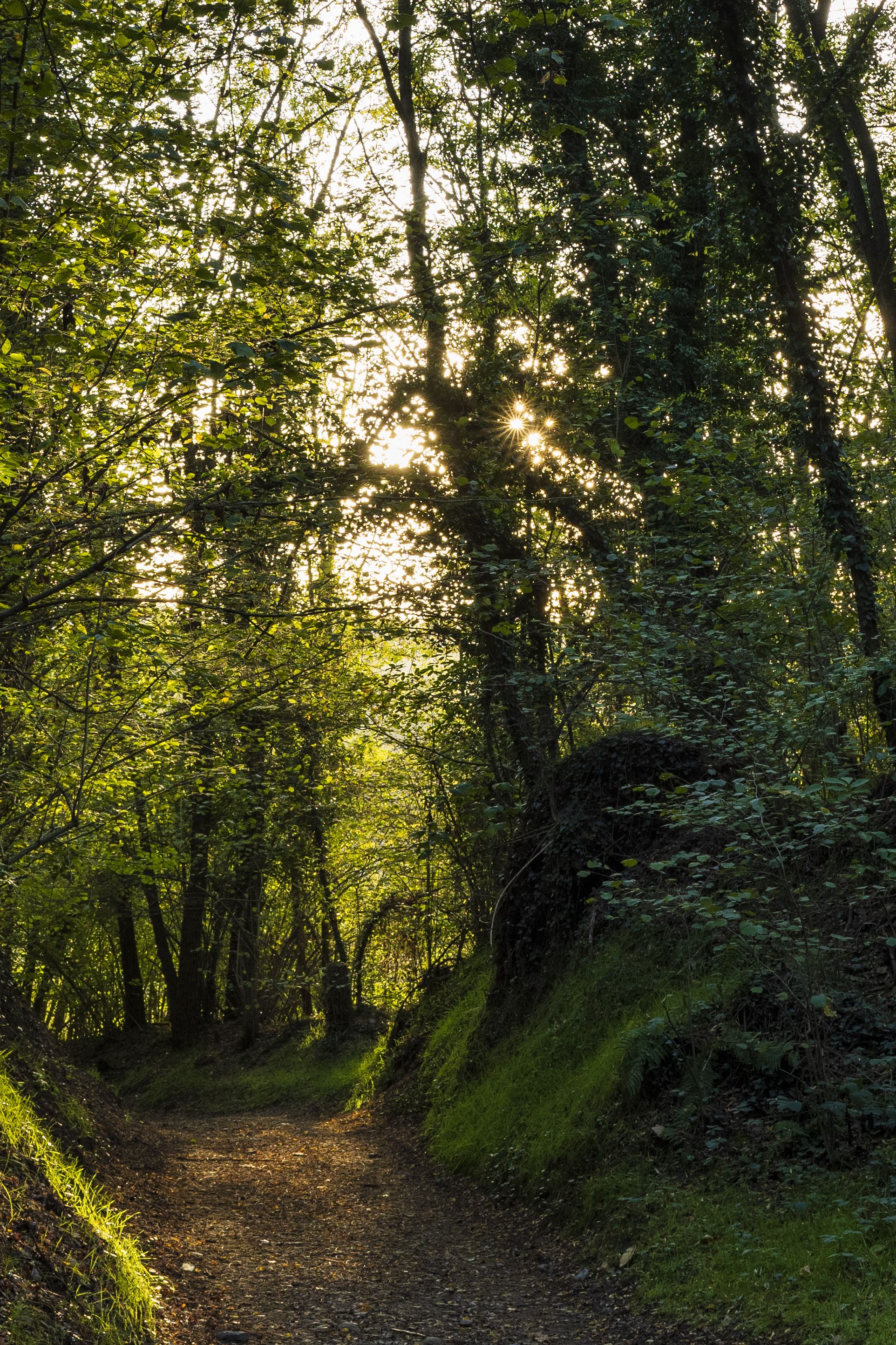 Sunlit Forest Pathway in Serene Woodland · Free Stock Photo