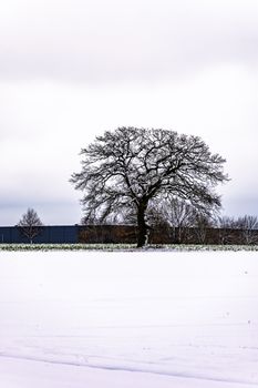 A solitary tree stands amidst a snow-covered field on a cold winter day.