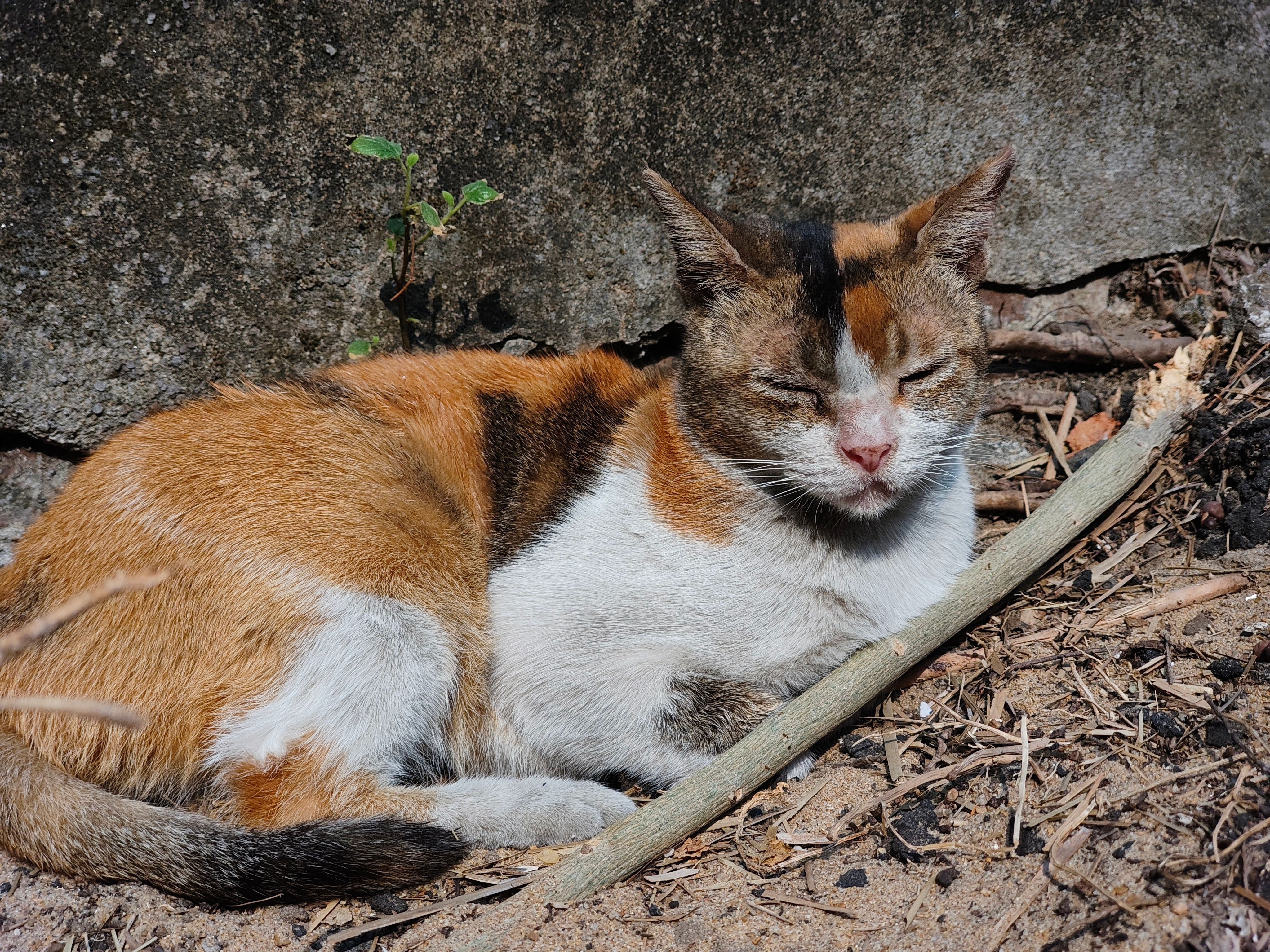 Lazy Las Philippines Photos, Download The BEST Free Lazy Las ...