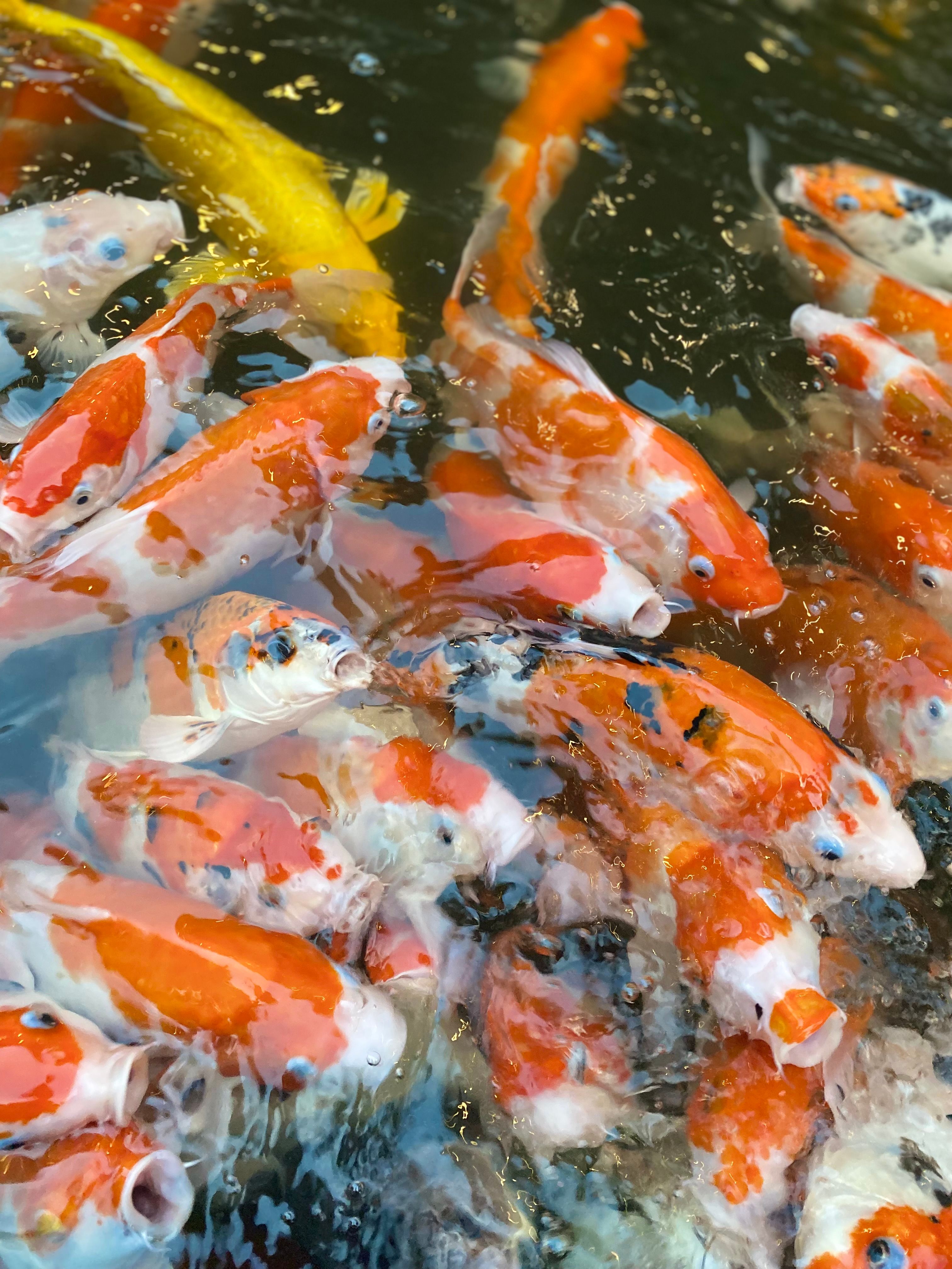 Colorful koi fish swimming in a pond, showcasing vibrant orange patterns and aquatic life.