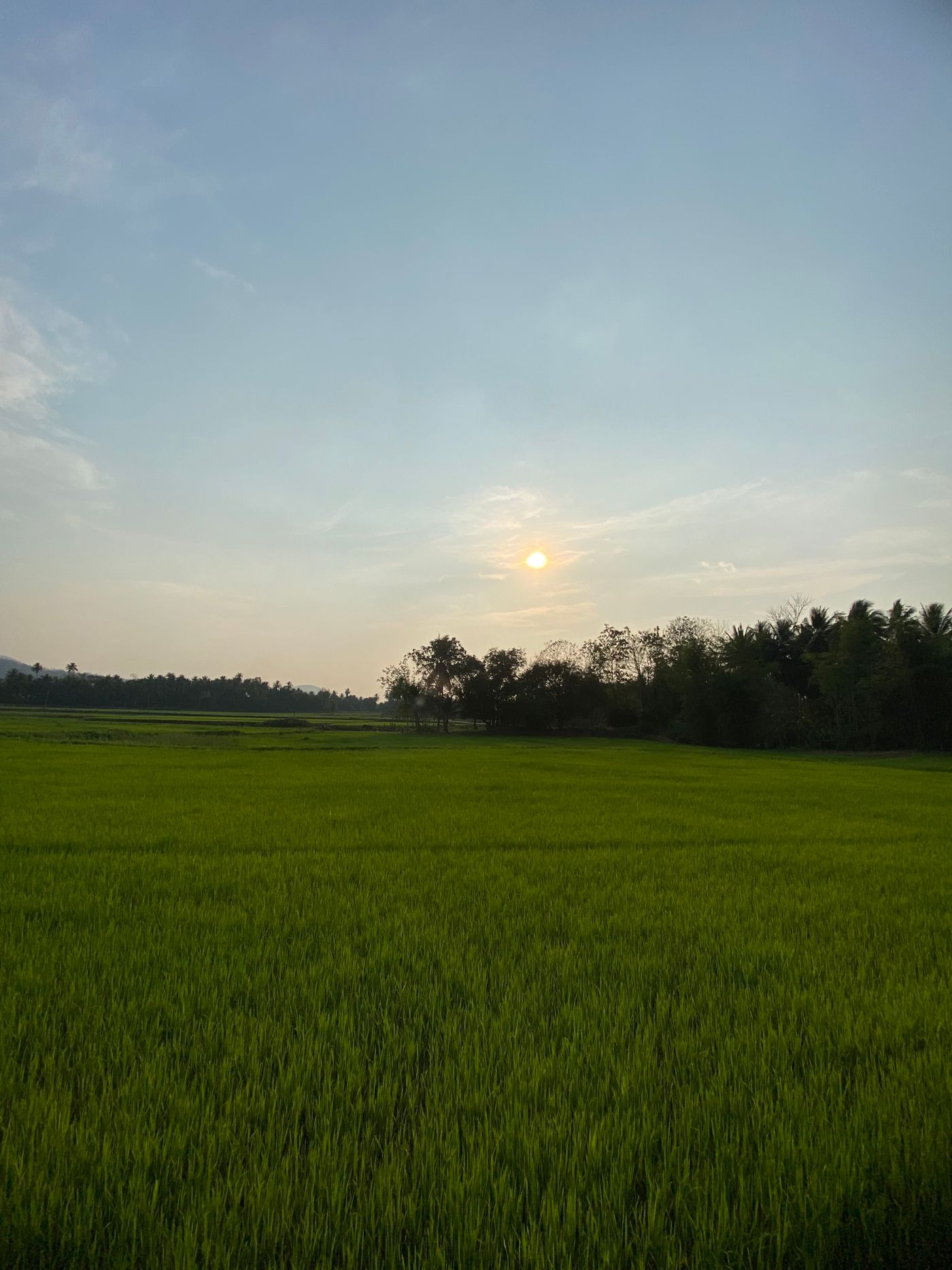 ปาล์มน้ำมัน FAQ: รวมคำถามที่เกษตรกรถามบ่อย พร้อมคำตอบแบบใช้ได้จริง