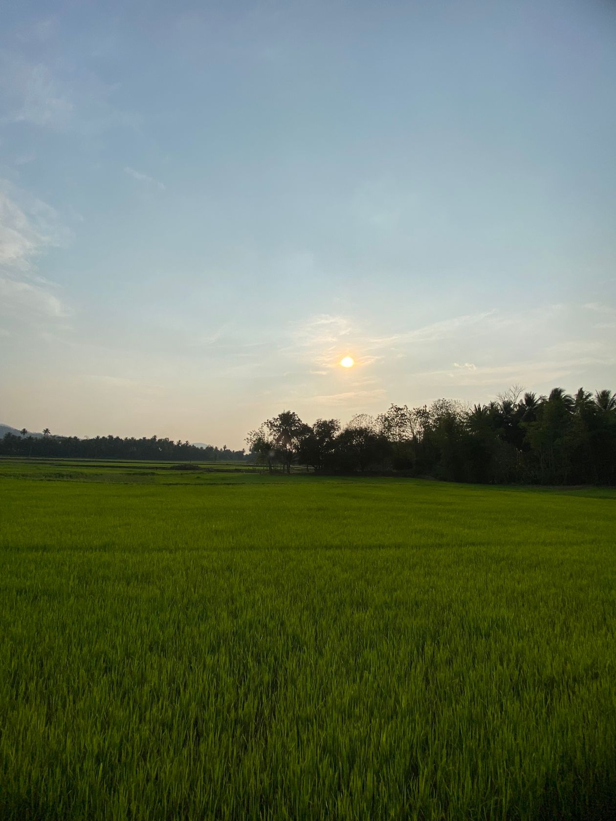 Bình minh lên trên cánh đồng lúa xanh mướt