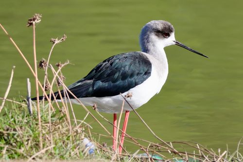 Free Close-up of a Black-winged Stilt standing by a pond in a natural setting. Stock Photo