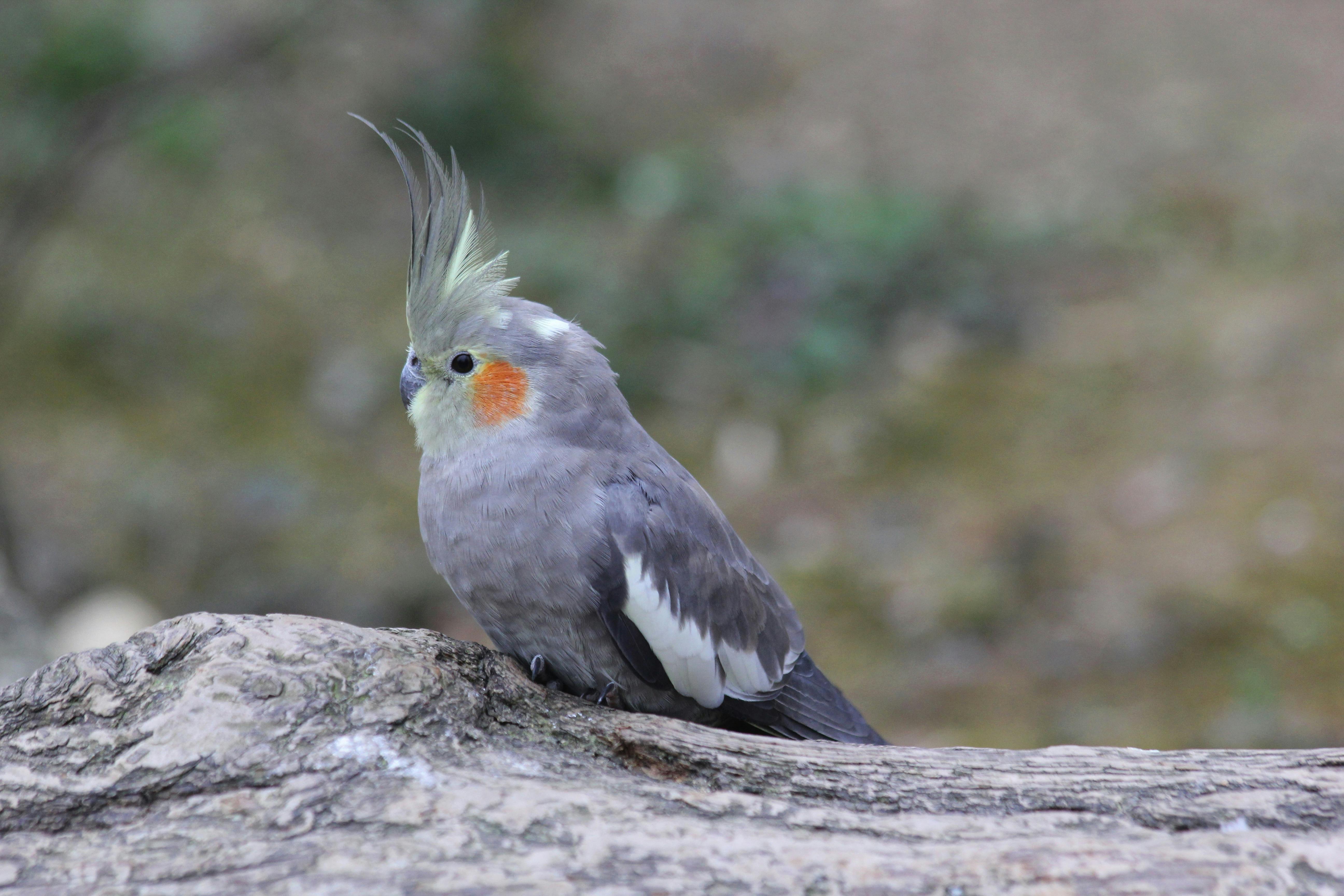 Free stock photo of animal world, bird, cockatiel