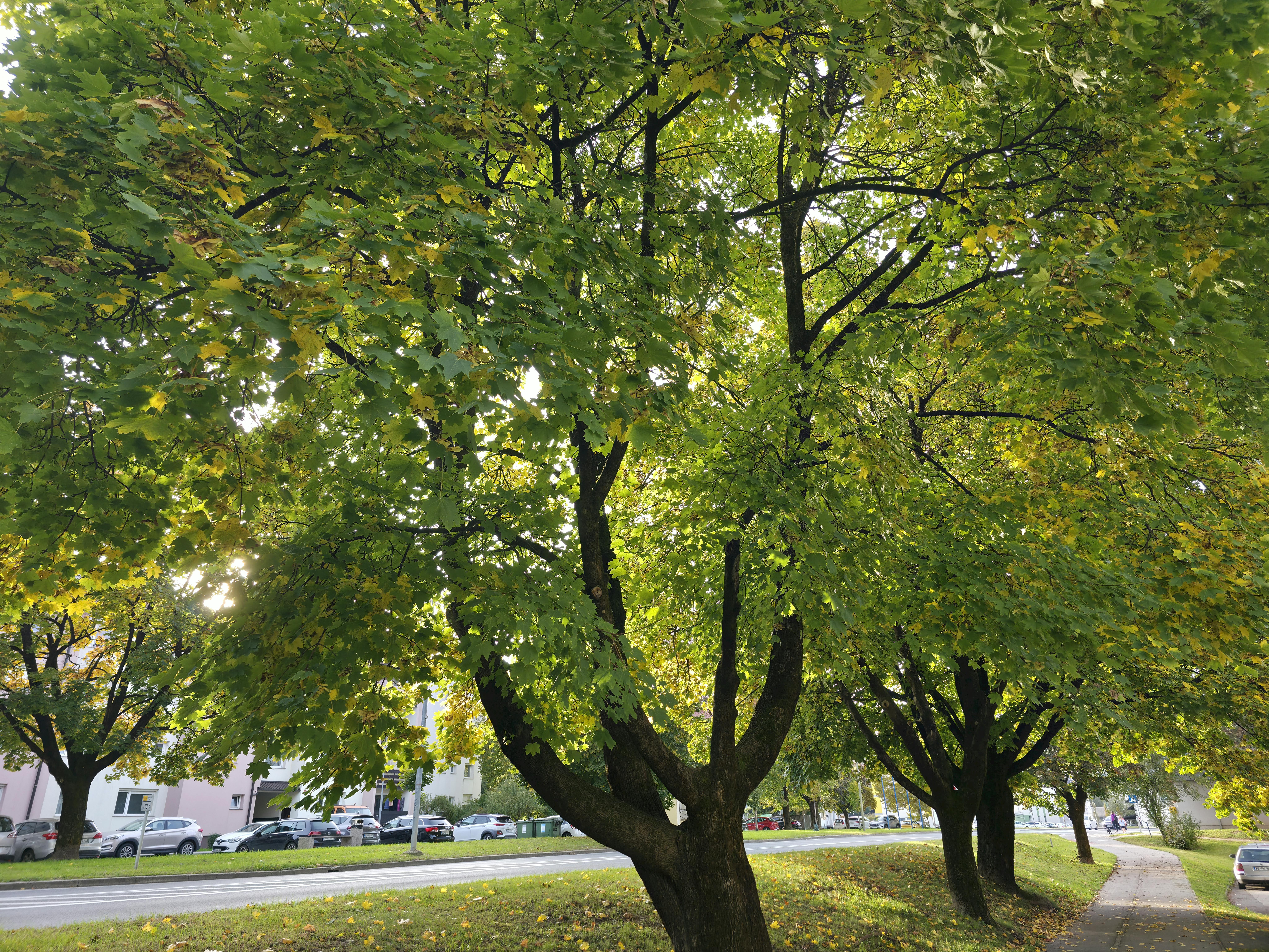 Photos gratuites de air frais, arbres, arbres luxuriants