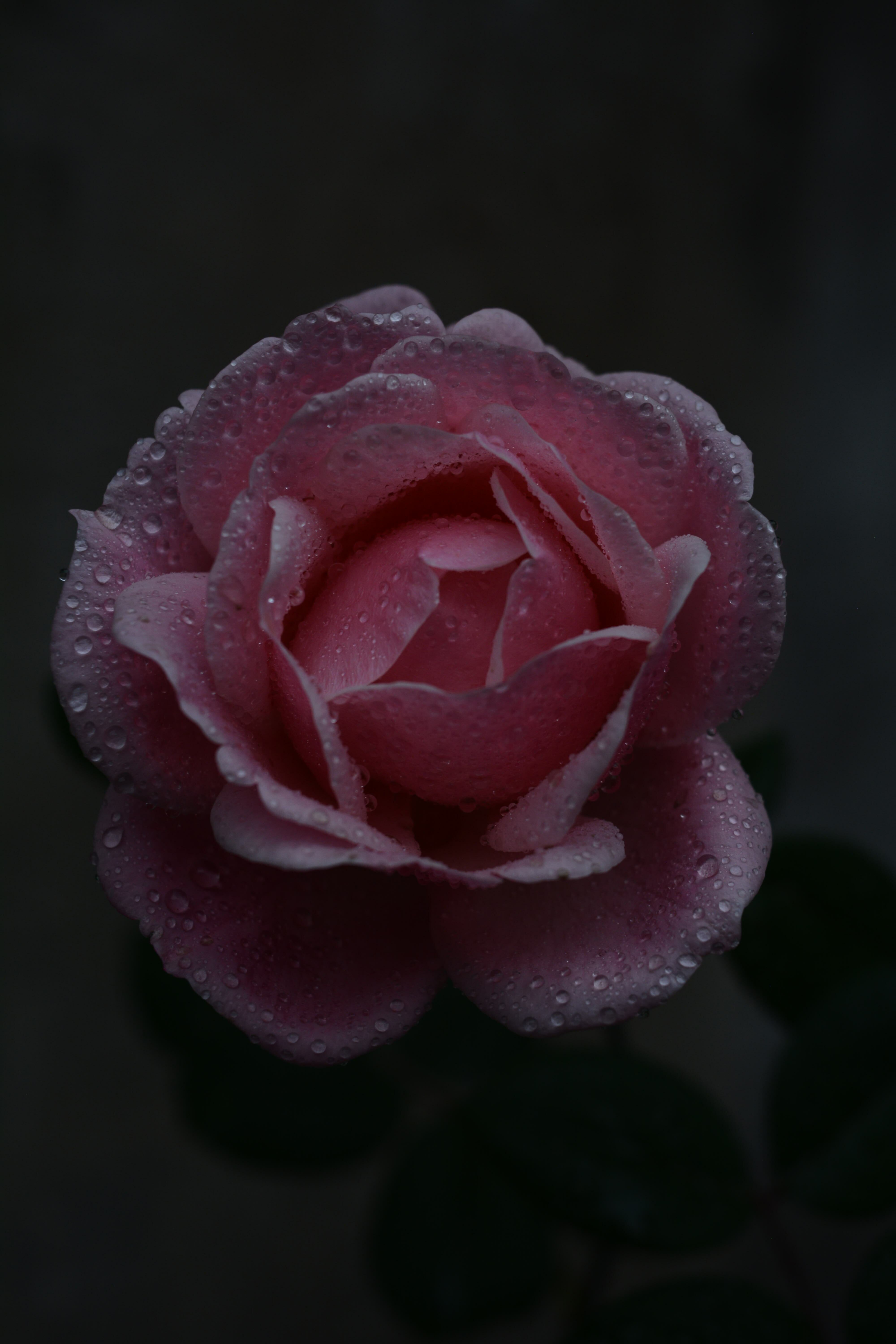 Elegant Pink Rose with Dewdrops in Dim Light · Free Stock Photo
