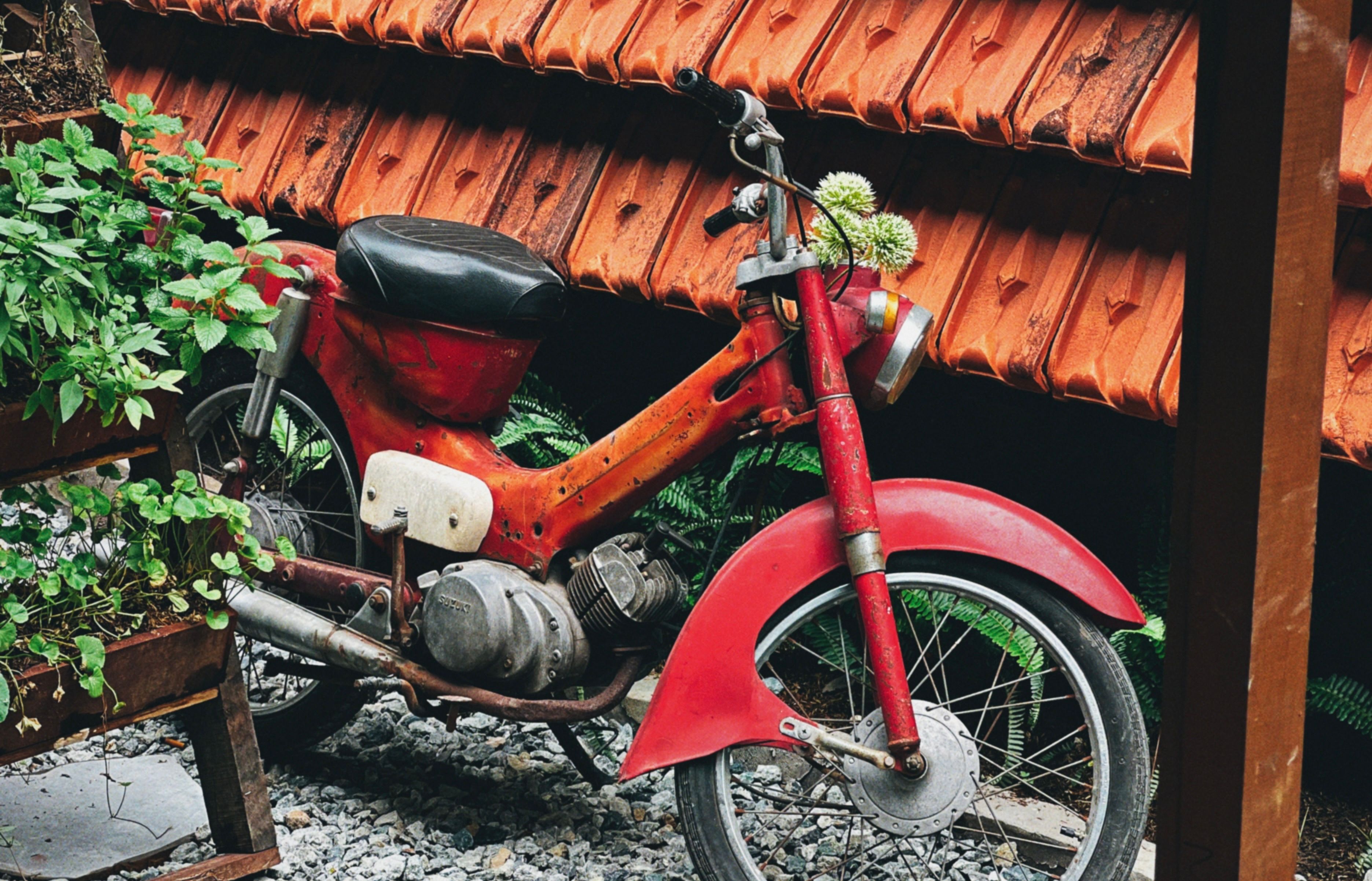 Charming vintage motorbike surrounded by lush plants in Ben Tre, Vietnam.