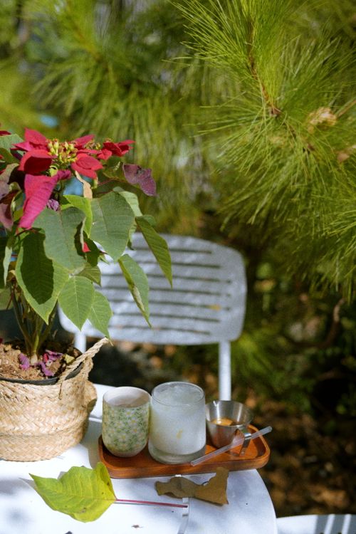 Free A sunlit outdoor table featuring a red poinsettia and refreshing drinks. Stock Photo