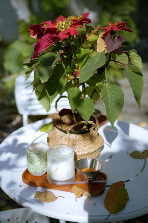 Free Colorful poinsettia plant on a patio table with candles and sunlight. Stock Photo