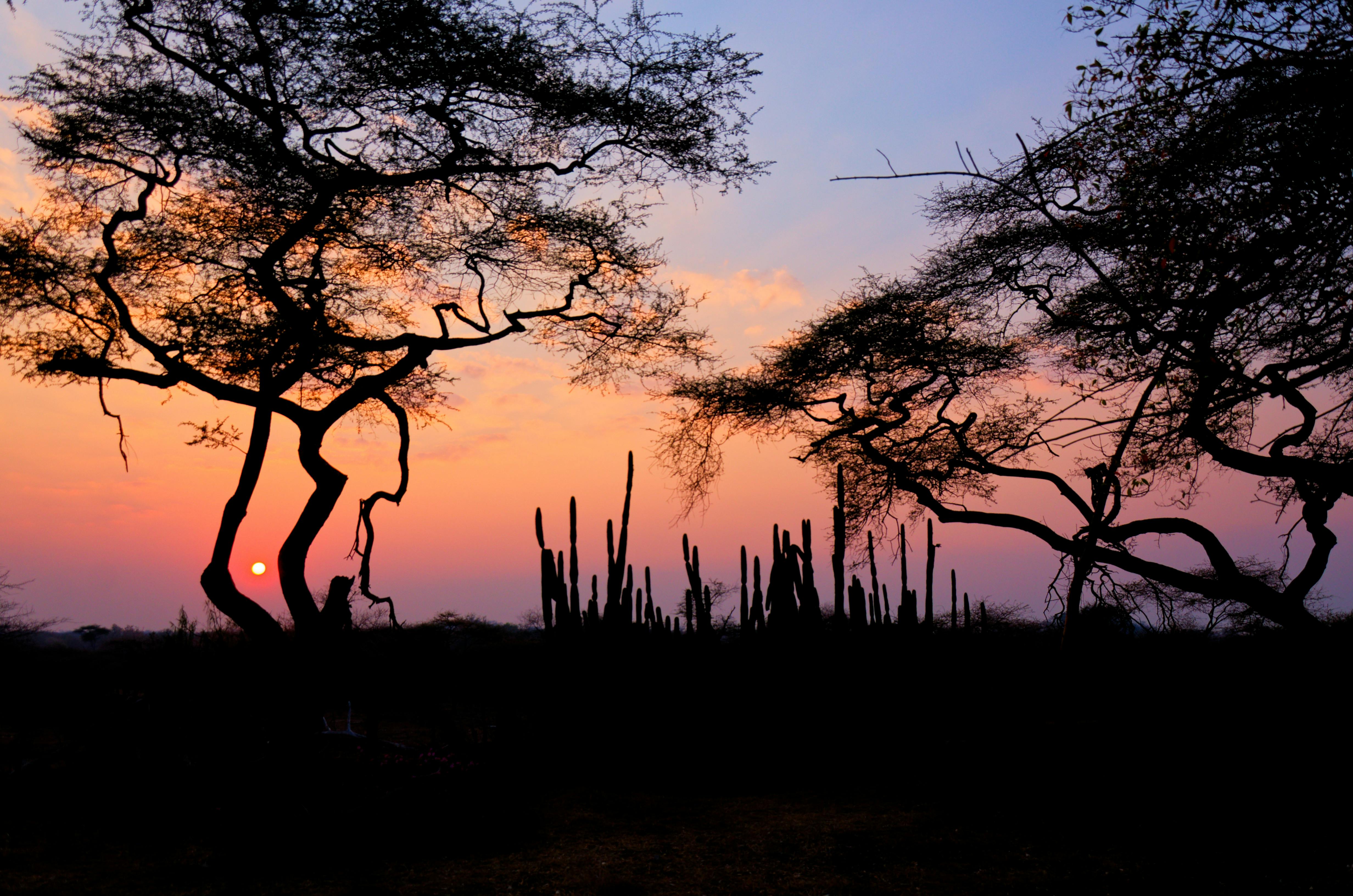 Beautiful sunrise over the Zimbabwean savanna, highlighting acacia trees in silhouette.