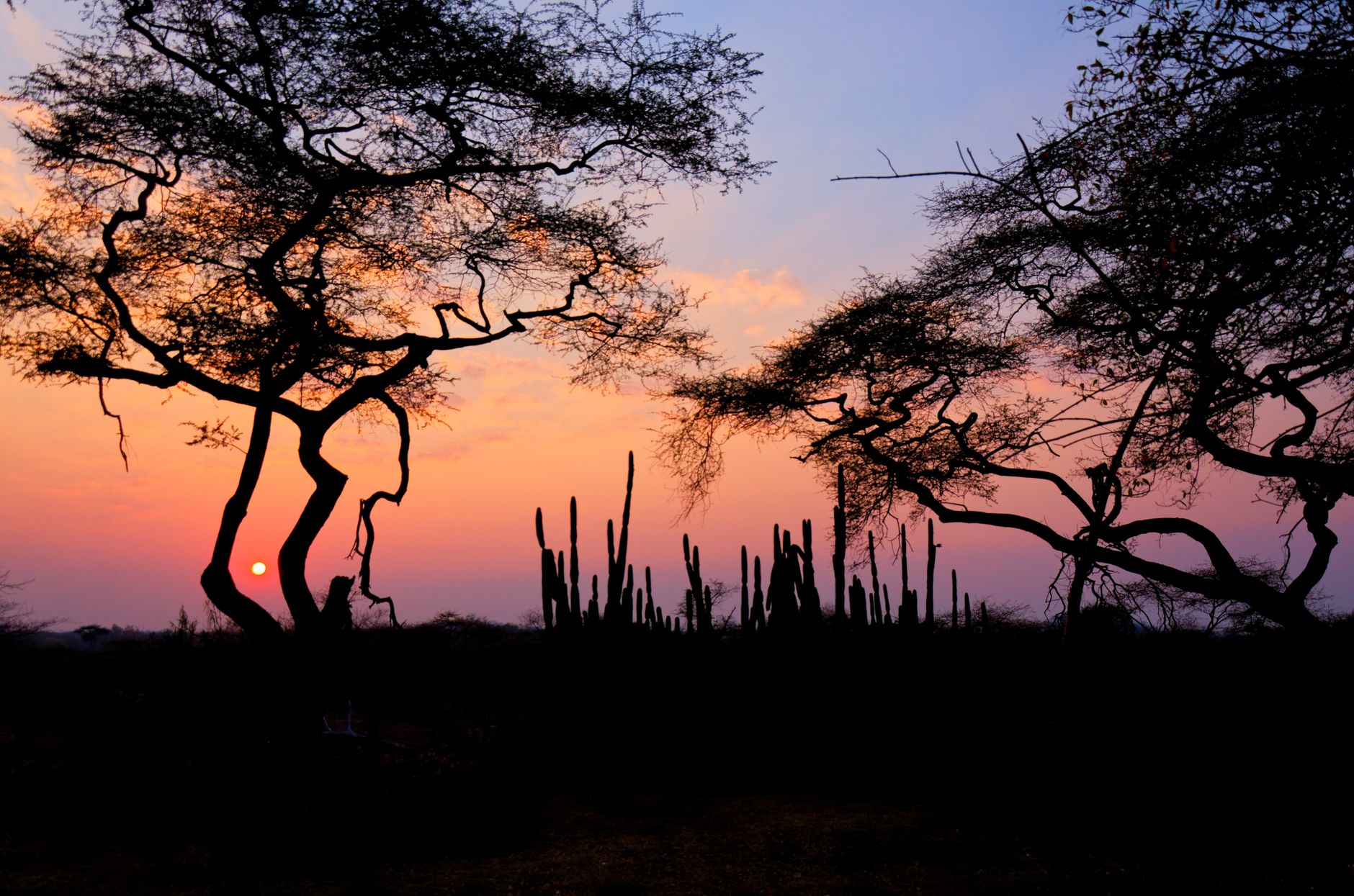 Beautiful sunrise over the Zimbabwean savanna, highlighting acacia trees in silhouette.