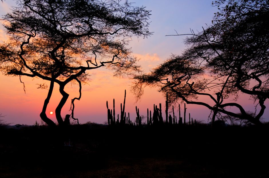 Beautiful sunrise over the Zimbabwean savanna, highlighting acacia trees in silhouette.