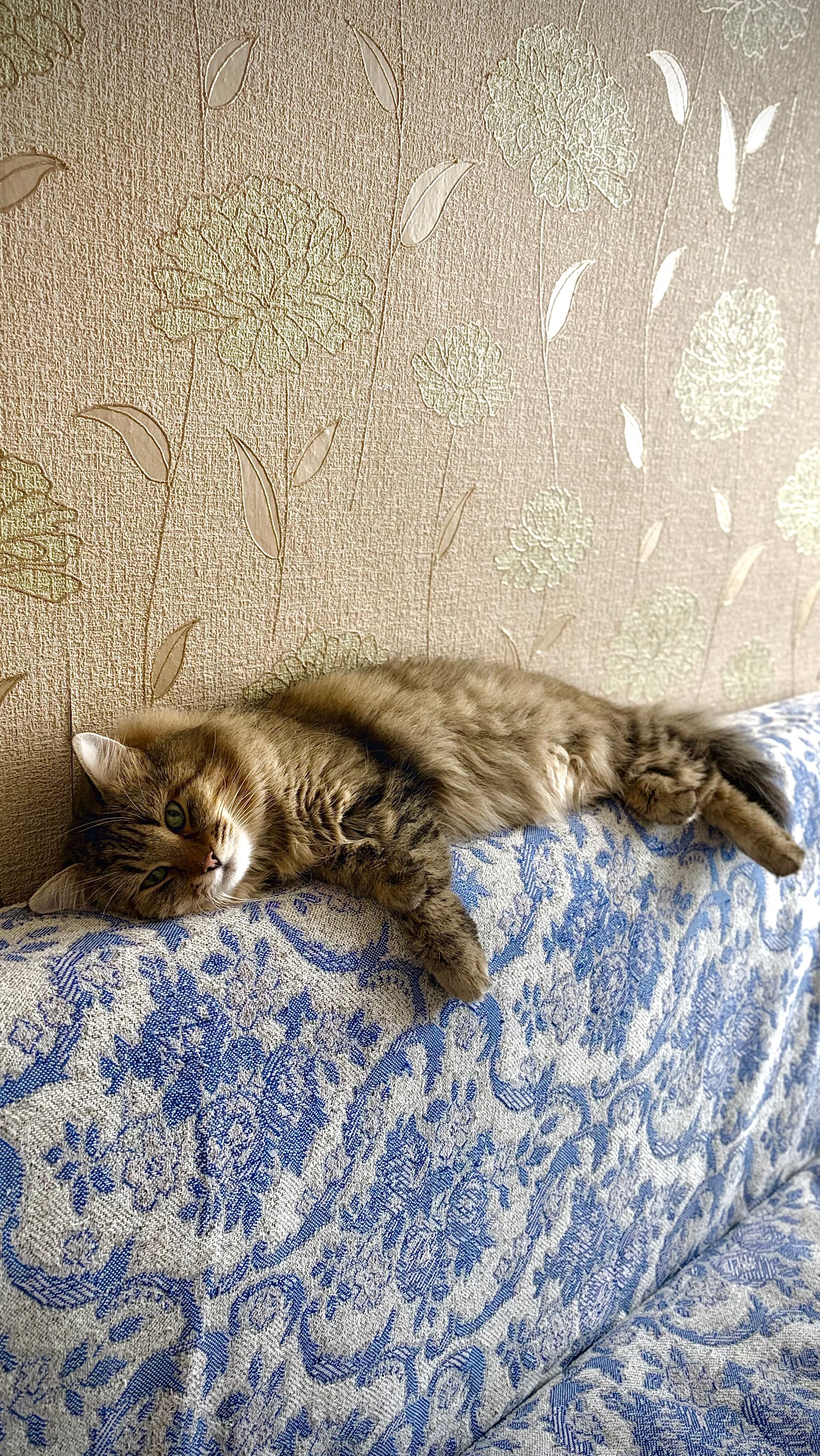 Relaxed Tabby Cat Lounging on Floral Sofa · Free Stock Photo