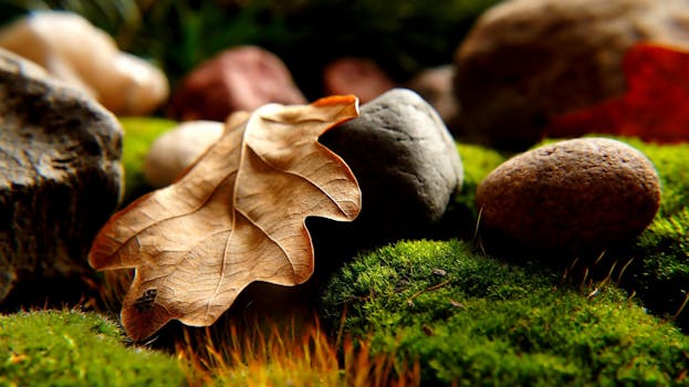 Free stock photo of healthy, nature, summer, dry