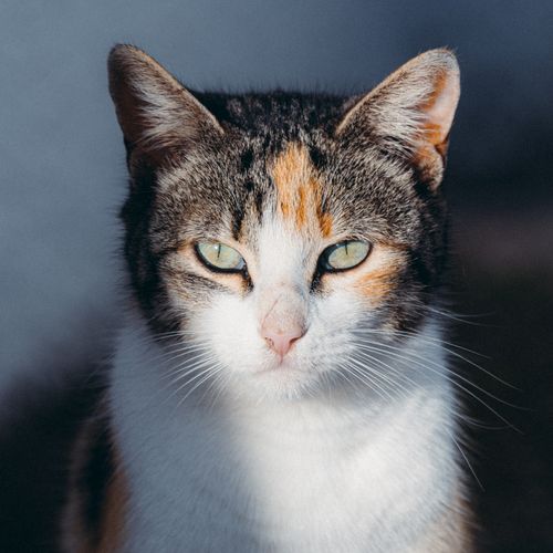 Free A detailed close-up of a calico cat basking in outdoor sunlight, showcasing its striking eyes and fur patterns. Stock Photo
