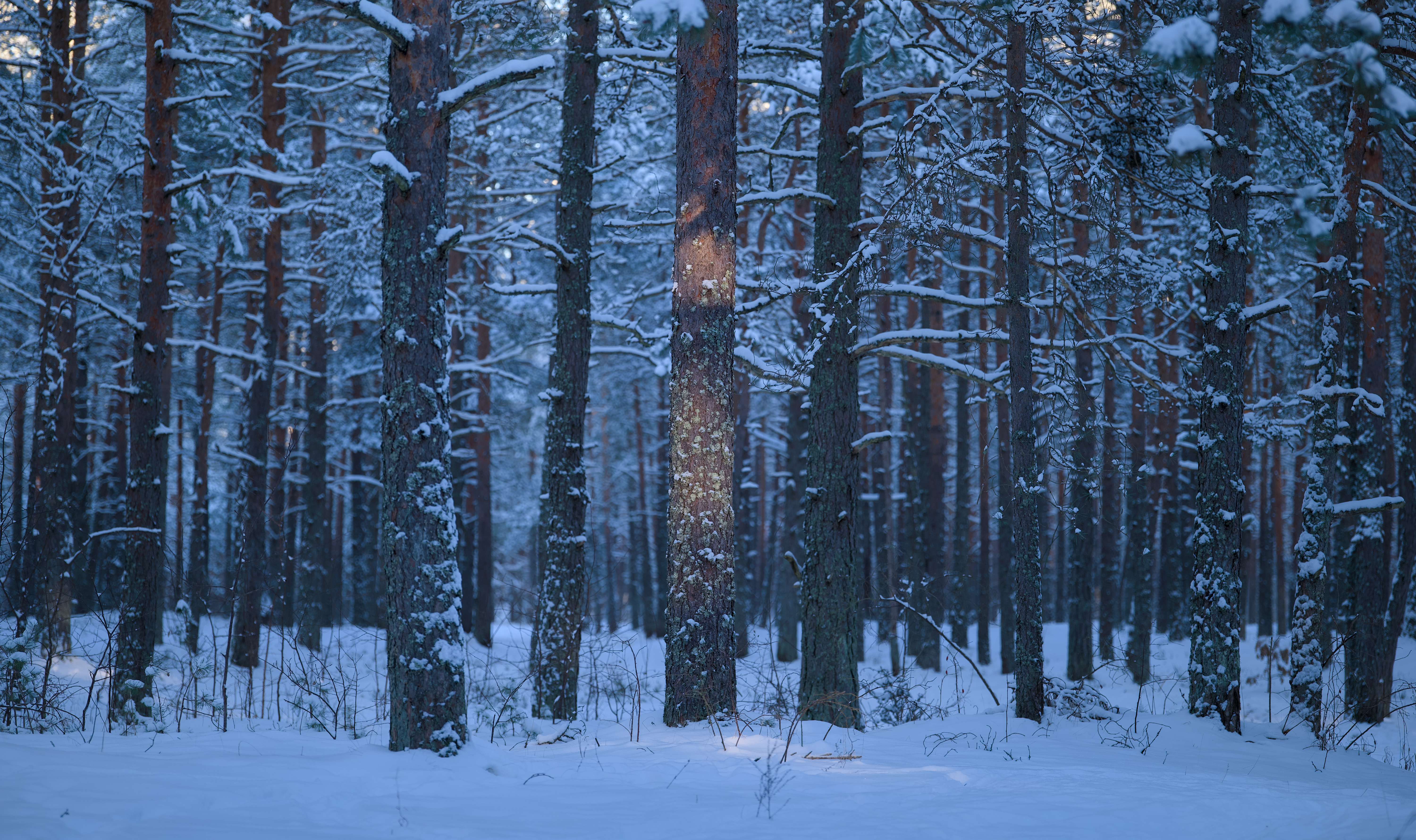 Serene Snowy Forest with Sunlit Trees · Free Stock Photo