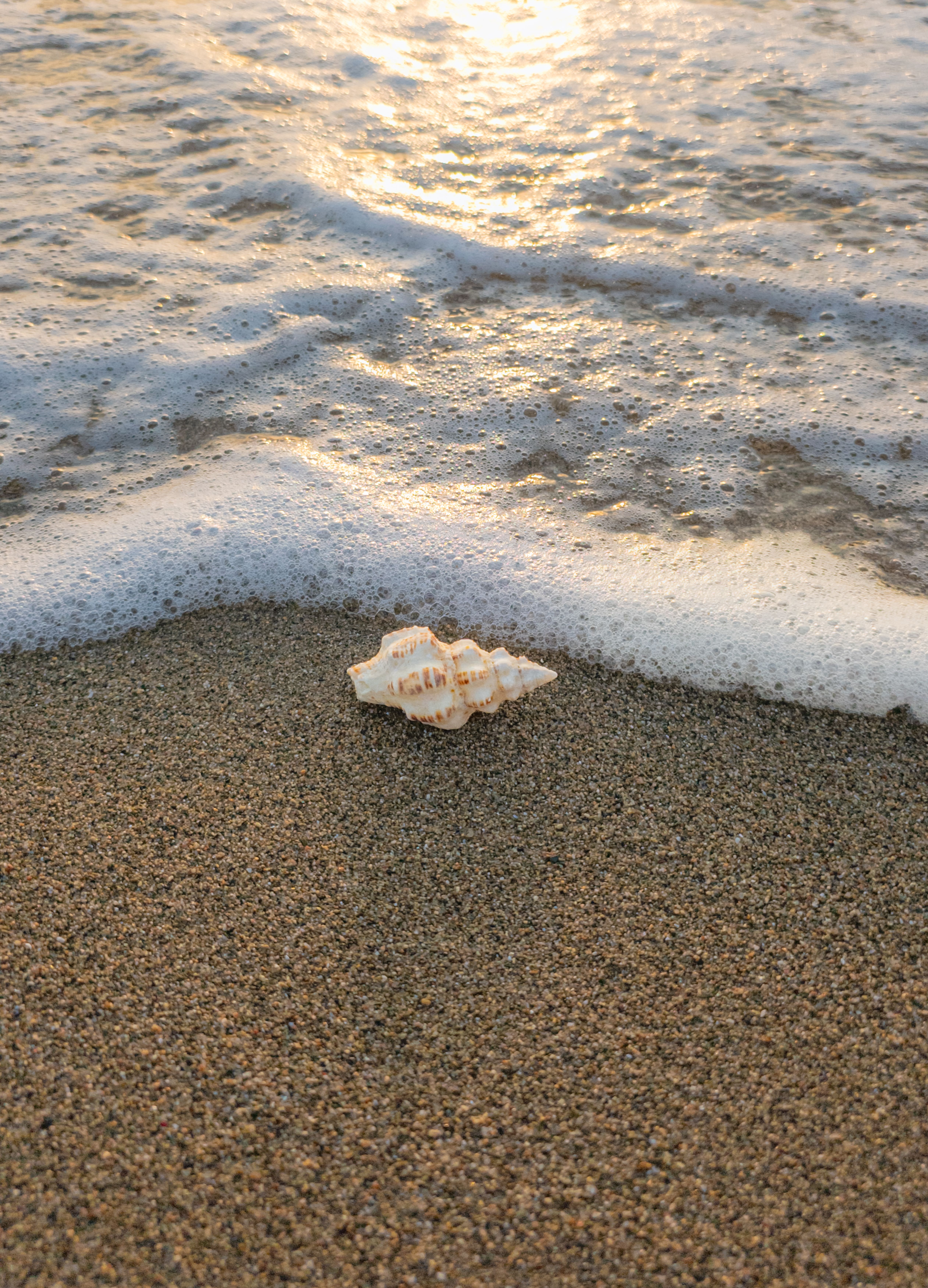 A single seashell on a sandy beach with gentle waves at sunrise, creating a peaceful coastal scene.