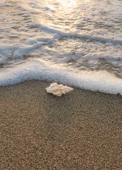 A single seashell on a sandy beach with gentle waves at sunrise, creating a peaceful coastal scene.