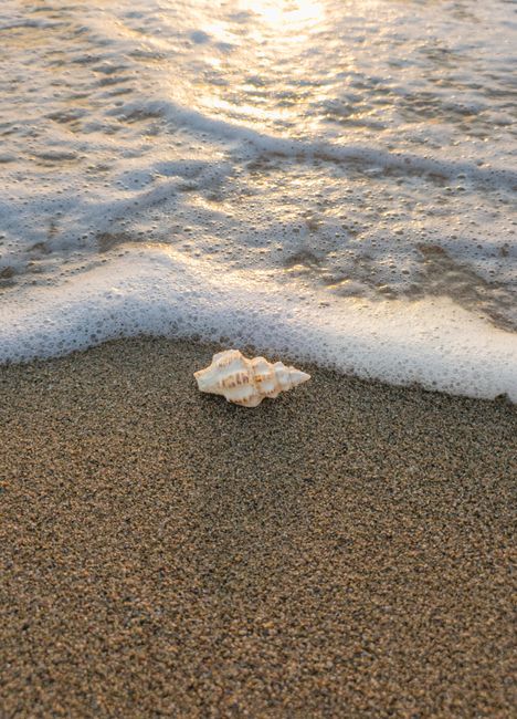 A single seashell on a sandy beach with gentle waves at sunrise, creating a peaceful coastal scene.
