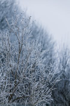 A tranquil winter scene showcasing frost-covered branches against a blurred forest background.