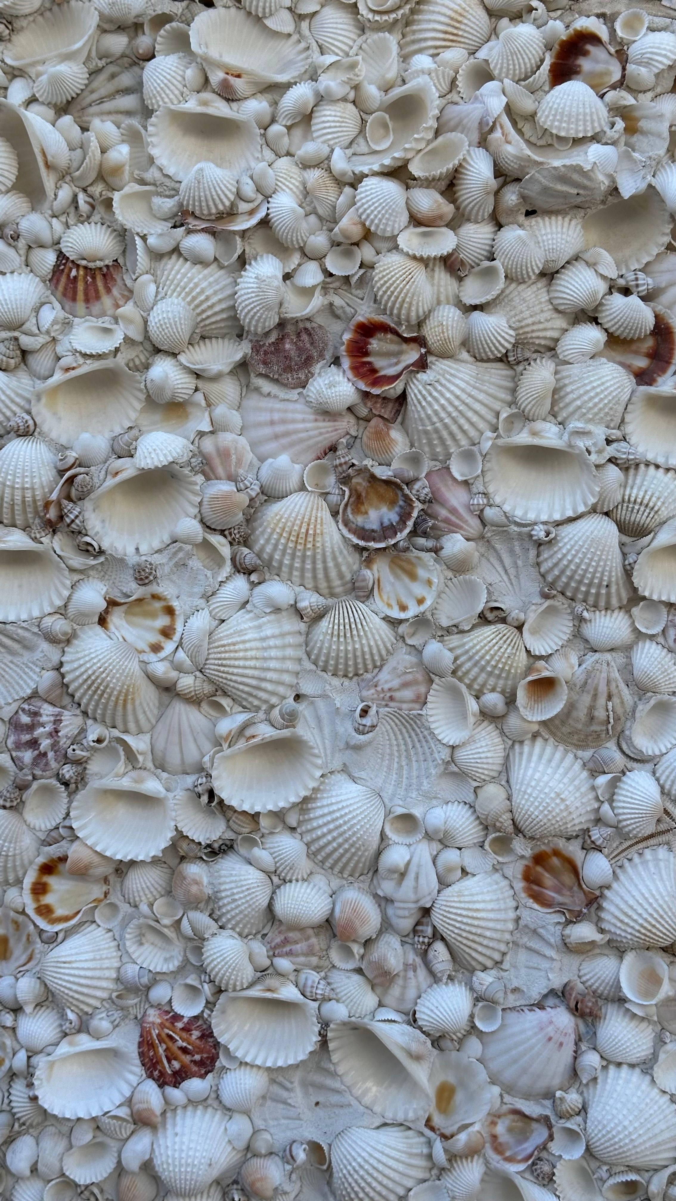 A close-up view of diverse seashells scattered on a sandy beach.
