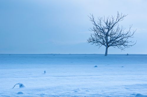 Free A solitary bare tree stands in a vast, snowy field under a clear blue sky. Stock Photo