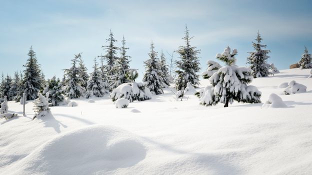 A serene snow-covered forest with coniferous trees under a bright blue sky.