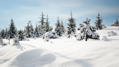 Free A serene snow-covered forest with coniferous trees under a bright blue sky. Stock Photo