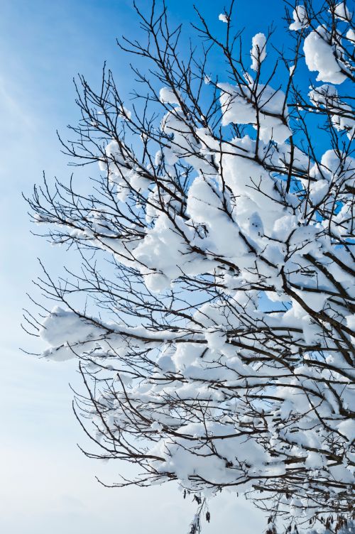 Free Snow-laden tree branches with a bright blue sky backdrop portraying a serene winter scene. Stock Photo